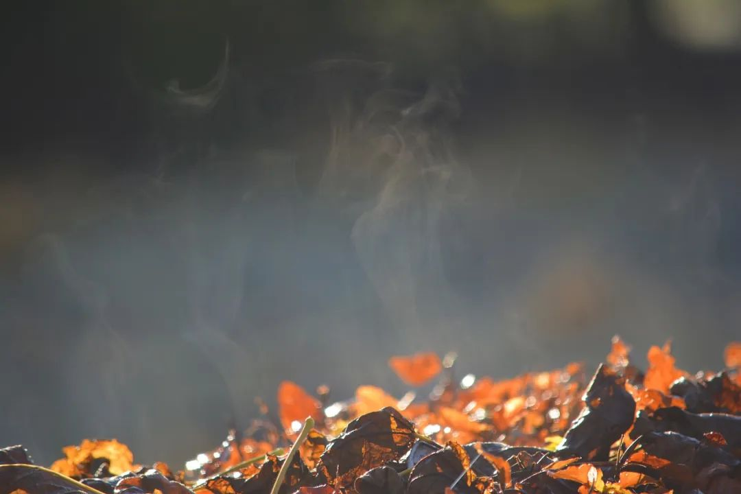 基于圖像處理烤煙鮮煙葉含水率診斷研究