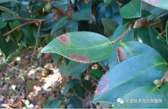 高光譜無人機(jī)遙感影像識別技術(shù)在茶園病蟲害中的應(yīng)用