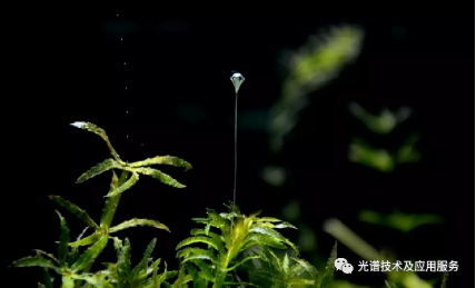 水體懸浮物濃度對大型沉水植物黑藻反射光譜的影響