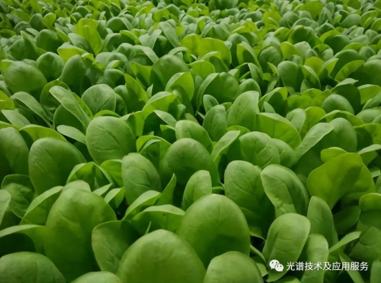 高光譜遙感技術(shù)在煙草中的應(yīng)用綜述