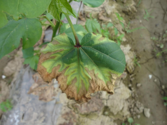 基于遙感的棉花黃萎病病害嚴(yán)重度估測模型研究