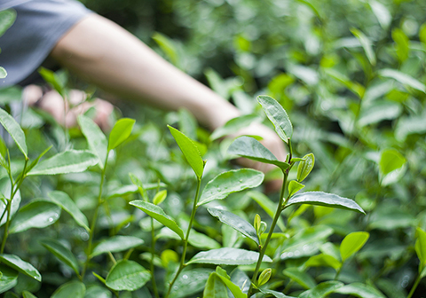 茶樹葉片鉛含量與茶樹葉片光譜反射率相關性研究