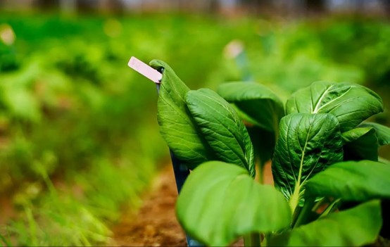 植物表型研究中的非侵入性成像技術(shù)