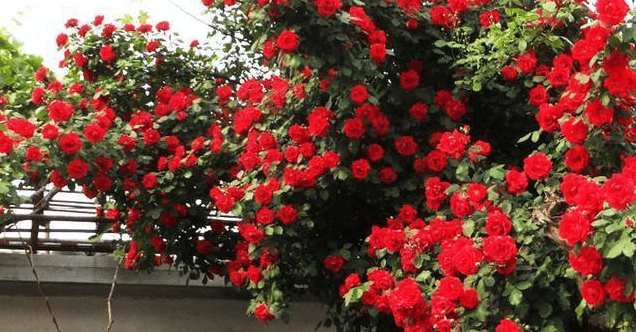 基于LIBS技術的植物及其生長環境檢測——薔薇屬植物檢測研究